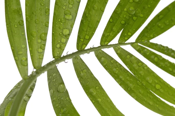 Tropiske blader på hvite – stockfoto