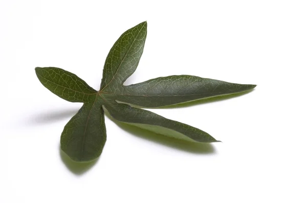 Passiflora leaf — Stock Photo, Image