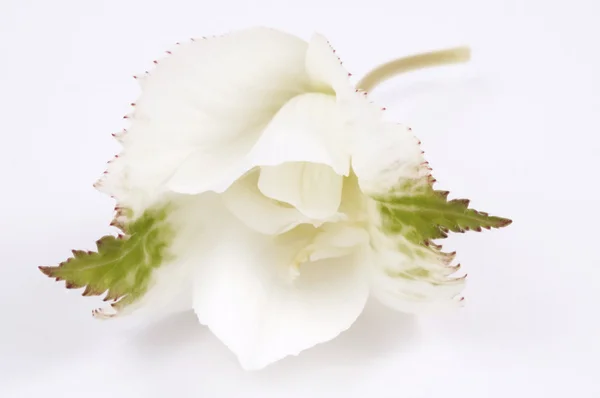 Begonia — Stockfoto