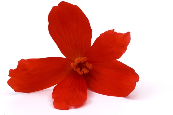 Begonia — Stock Photo, Image