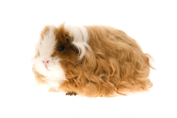 Guinea pig isolated on the white background Stock Image