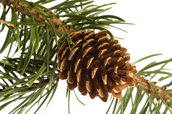 Isolated pine branch with cone Stock Image