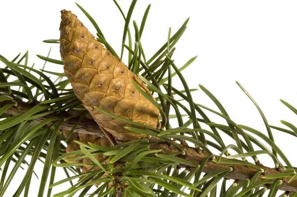 Isolated pine branch with cone Stock Picture