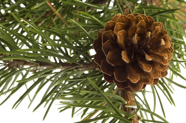 Isolated pine branch with cone Royalty Free Stock Images