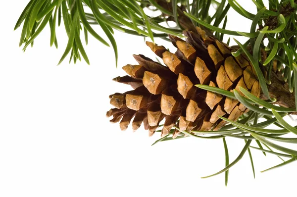 Isolated pine branch with cone Stock Image