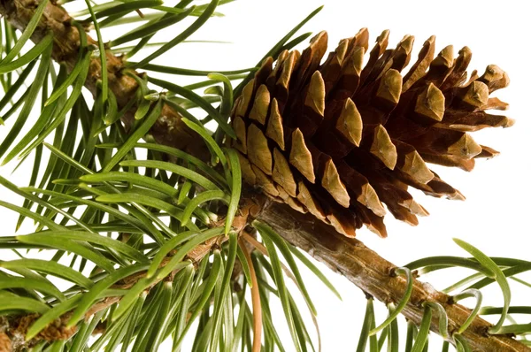 Isolated pine branch with cone Royalty Free Stock Photos