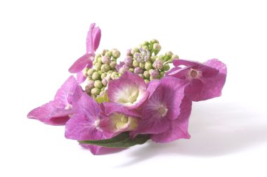 Purple hydrangea clipart