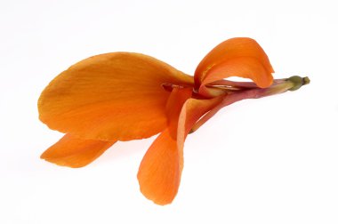 Turuncu canna