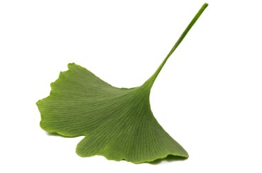 Ginko biloba