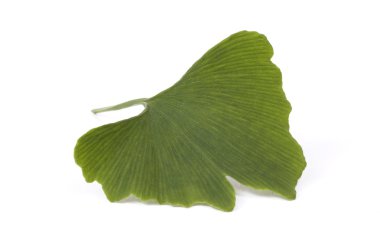 Ginko biloba