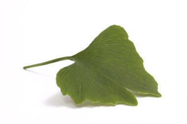 Ginko biloba