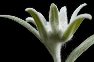 Edelweiss.