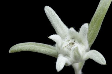 Edelweiss.