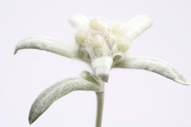 Edelweiss.