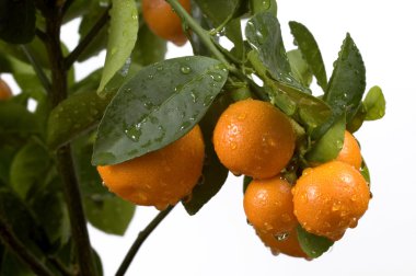 calamondin ağaç meyve ve yaprakları