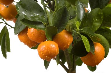 calamondin ağaç meyve ve yaprakları