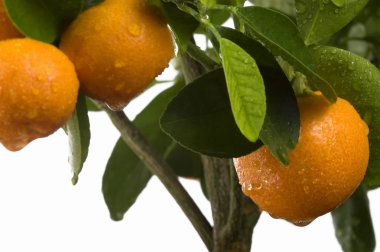 calamondin ağaç meyve ve yaprakları