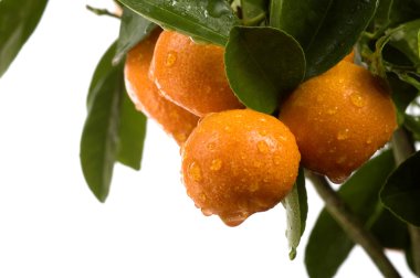 calamondin ağaç meyve ve yaprakları