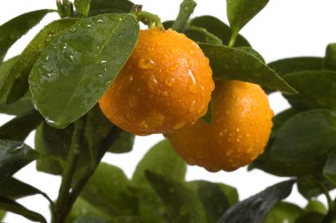 calamondin ağaç meyve ve yaprakları