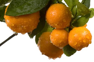 calamondin ağaç meyve ve yaprakları