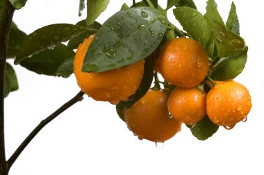 calamondin ağaç meyve ve yaprakları