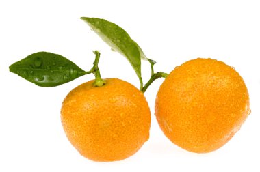 Mandarin, calamondin clipart