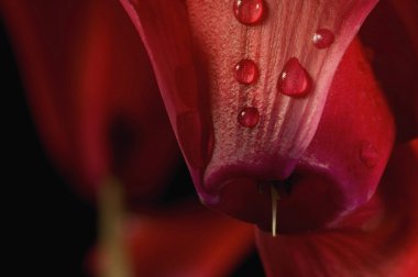 Extreme macro detail of a cyclamen clipart