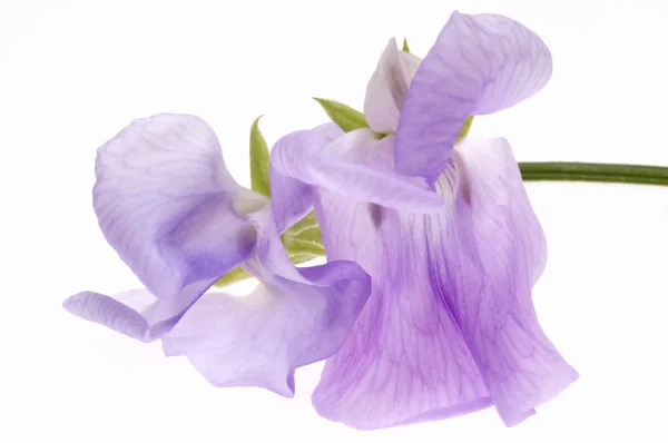 Bohne. Blume — Stockfoto