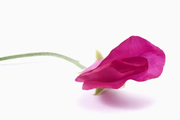 Бин. цветок — стоковое фото