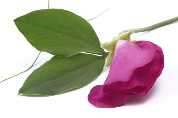 Квасоля. квітка — стокове фото