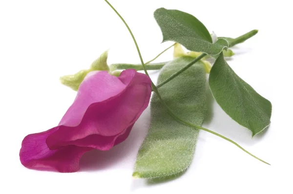 Квасоля. квітка — стокове фото