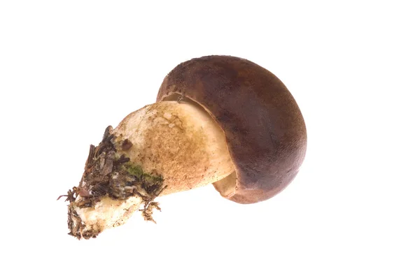 Wild mushroom. isolated — Stock Photo, Image