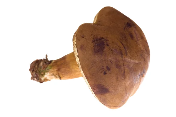 Lesními houbami. samostatný — Stock fotografie