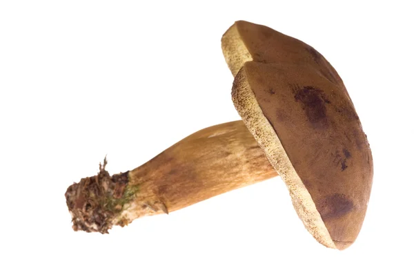 야생 버섯입니다. 절연 — 스톡 사진