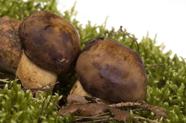Wild mushroom. isolated — Stock Photo, Image