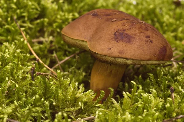 stock image Wild mushroom. isolated