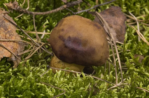 Дикие грибы. изолированные — стоковое фото