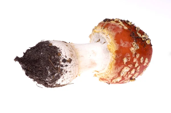 Диких грибів. ізольовані — стокове фото