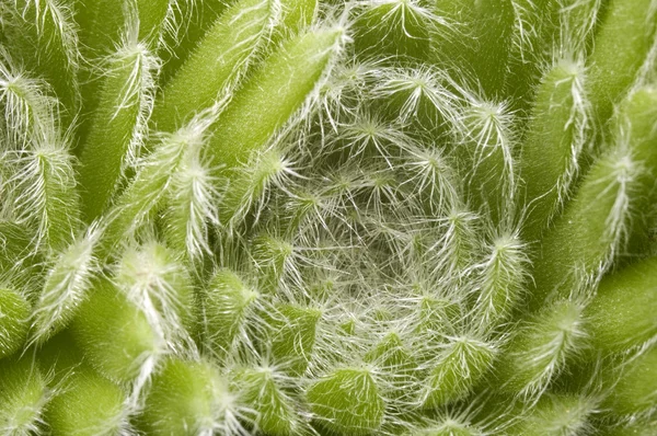 Cactus. dettaglio — Foto Stock