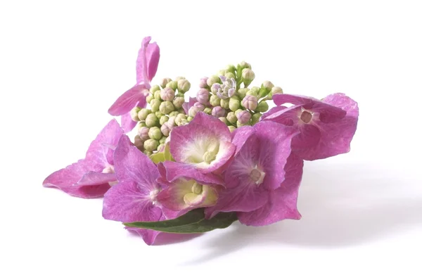 Hortensia púrpura — Foto de Stock