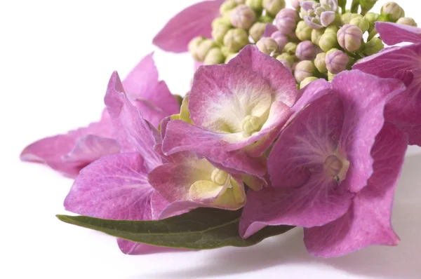 Paarse hortensia — Stockfoto