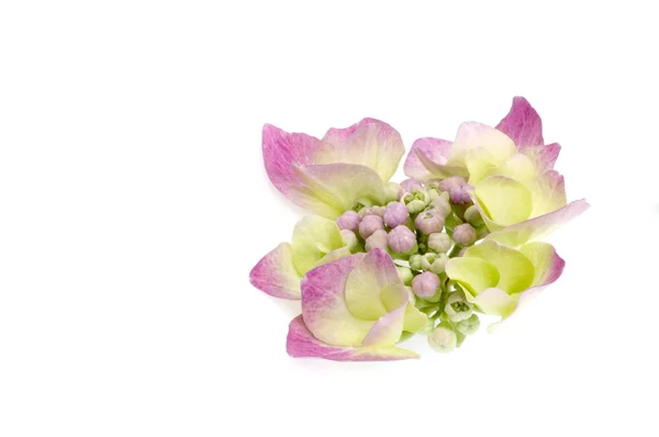 Purple hydrangea — Stock Photo, Image