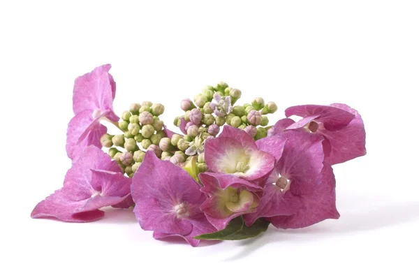 紫色绣球花 — 图库照片