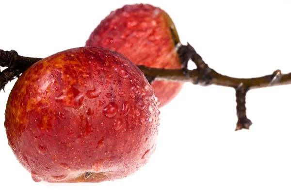 Изолированный рай. красное яблоко на ветке — стоковое фото
