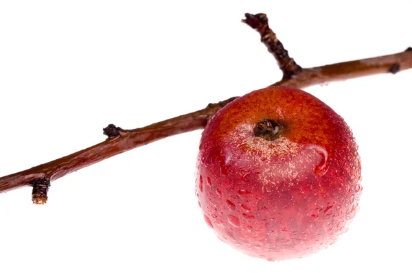 Изолированный рай. красное яблоко на ветке — стоковое фото