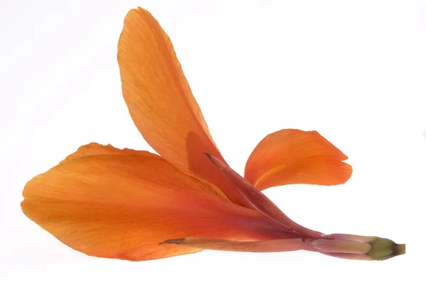 Oranje canna — Stockfoto