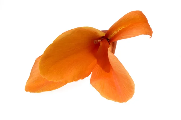 Oranžový canna — Stock fotografie