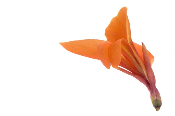 オレンジ カンナ — ストック写真