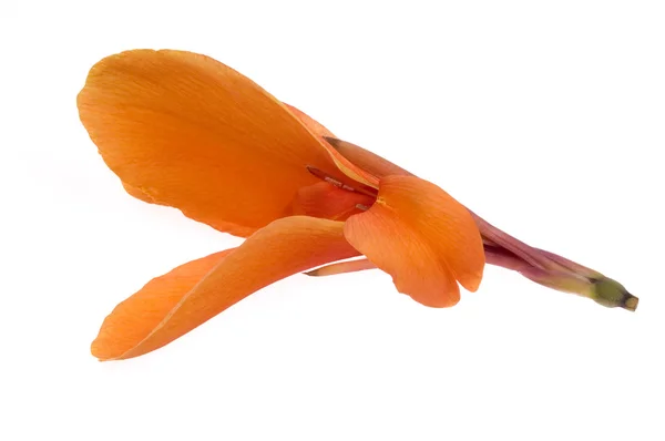 Оранжевая канна — стоковое фото