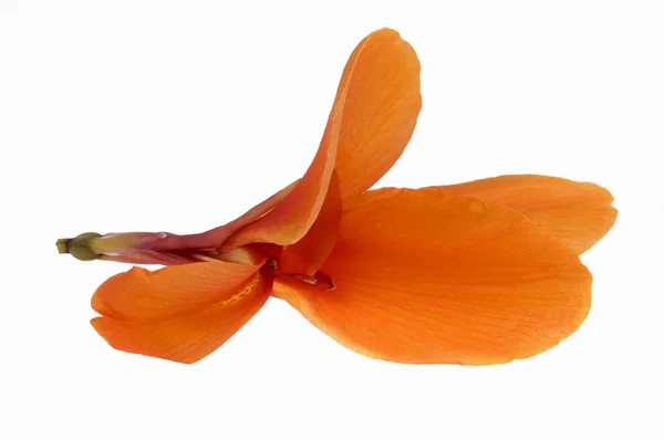 Orange canna — Stockfoto